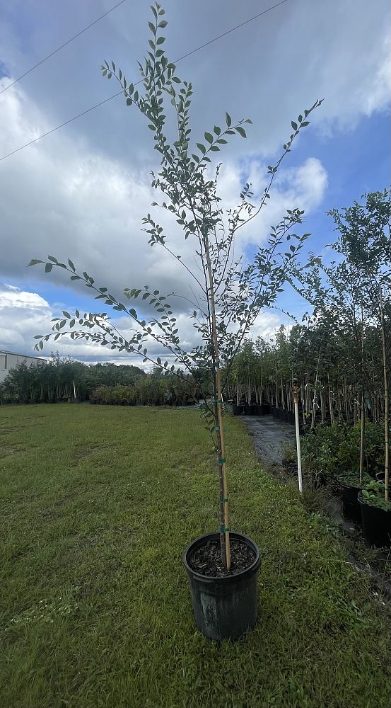 ulmus-parvifolia-emer-ii-chinese-elm-allee-lacebark-elm