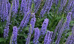 veronica-blue-skywalker-spike-speedwell