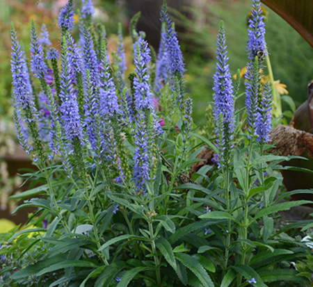 veronica-moody-blues-sky-blue-speedwell