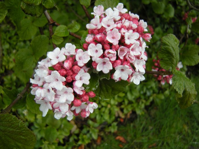 viburnum-carlesii-koreanspice-viburnum