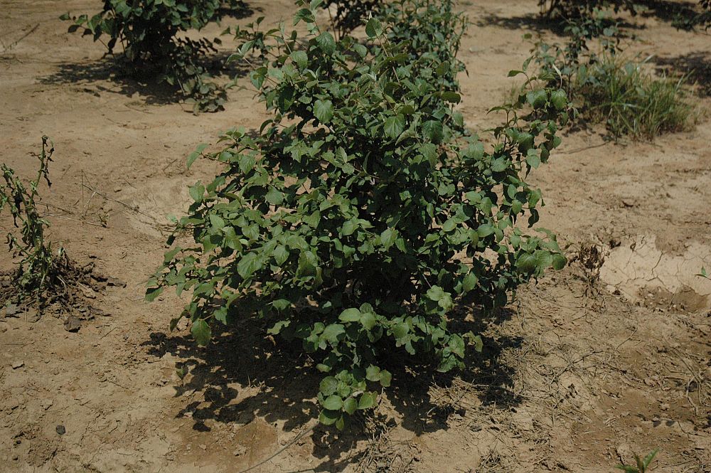 viburnum-carlesii-koreanspice-viburnum