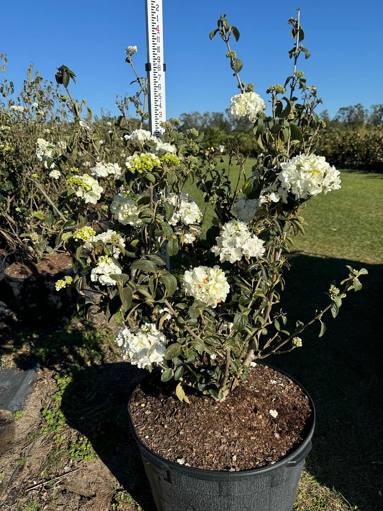 viburnum-macrocephalum-chinese-snowball-viburnum