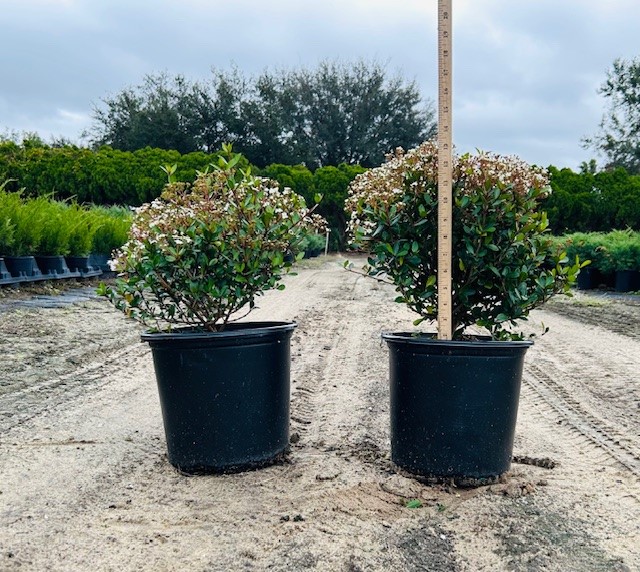 viburnum-obovatum-densa-walters-viburnum