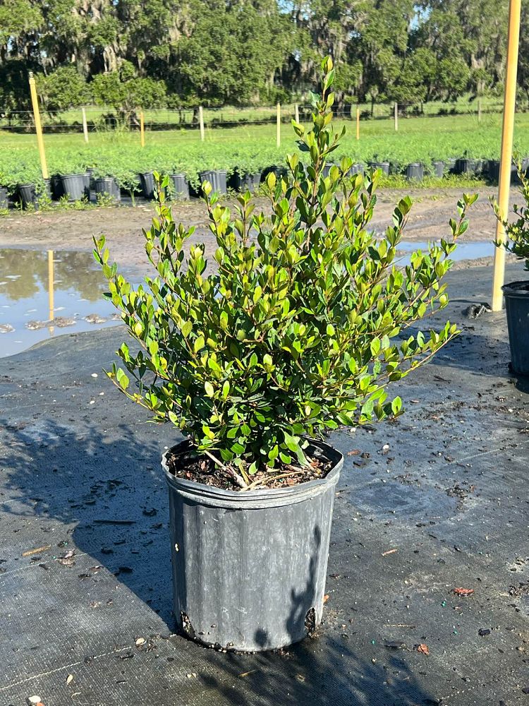 viburnum-obovatum-mrs-schiller-s-delight-viburnum