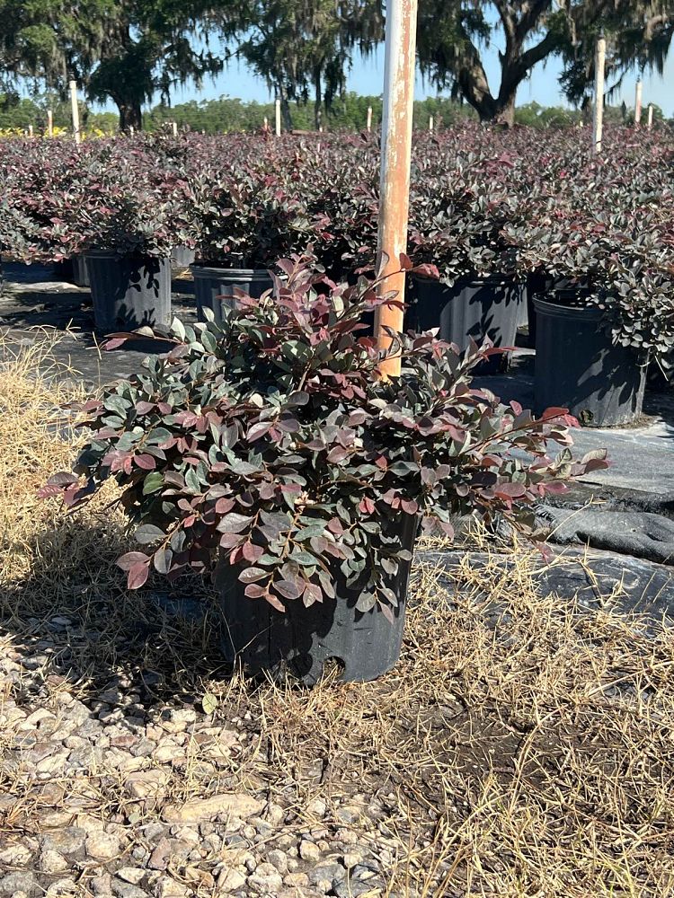 viburnum-obovatum-mrs-schiller-s-delight-viburnum