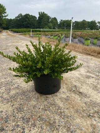 viburnum-obovatum-raulston-hardy-walters-viburnum