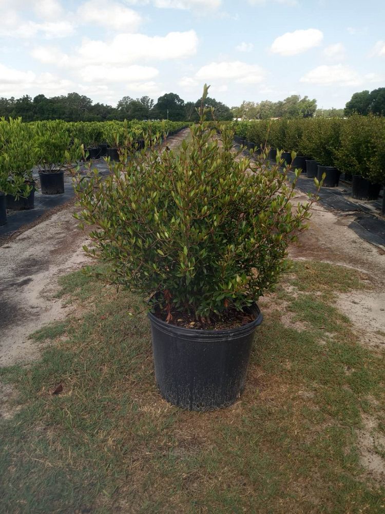 viburnum-obovatum-select-walters-viburnum