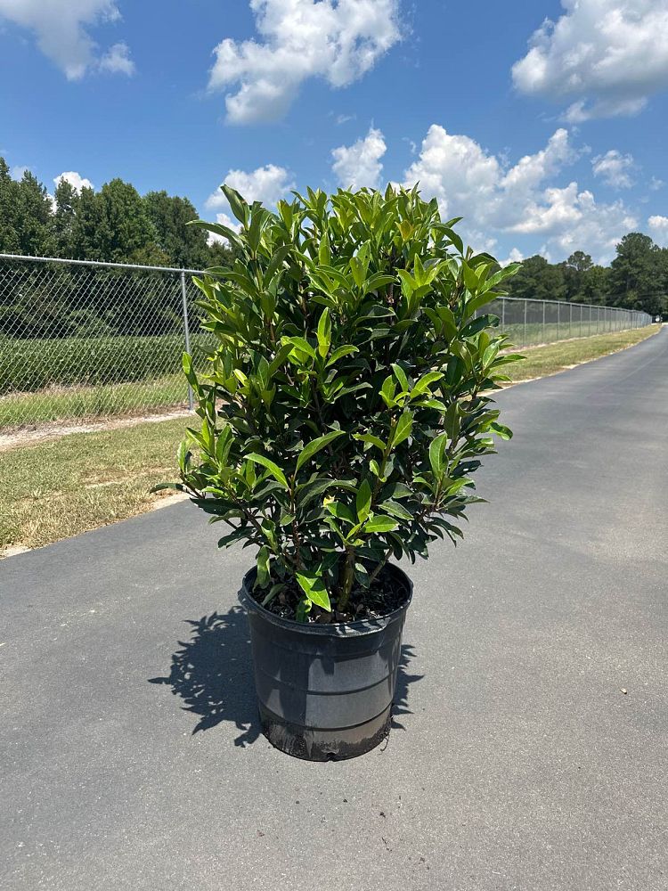 viburnum-odoratissimum-awabuki-chindo-chindo-sweet-viburnum