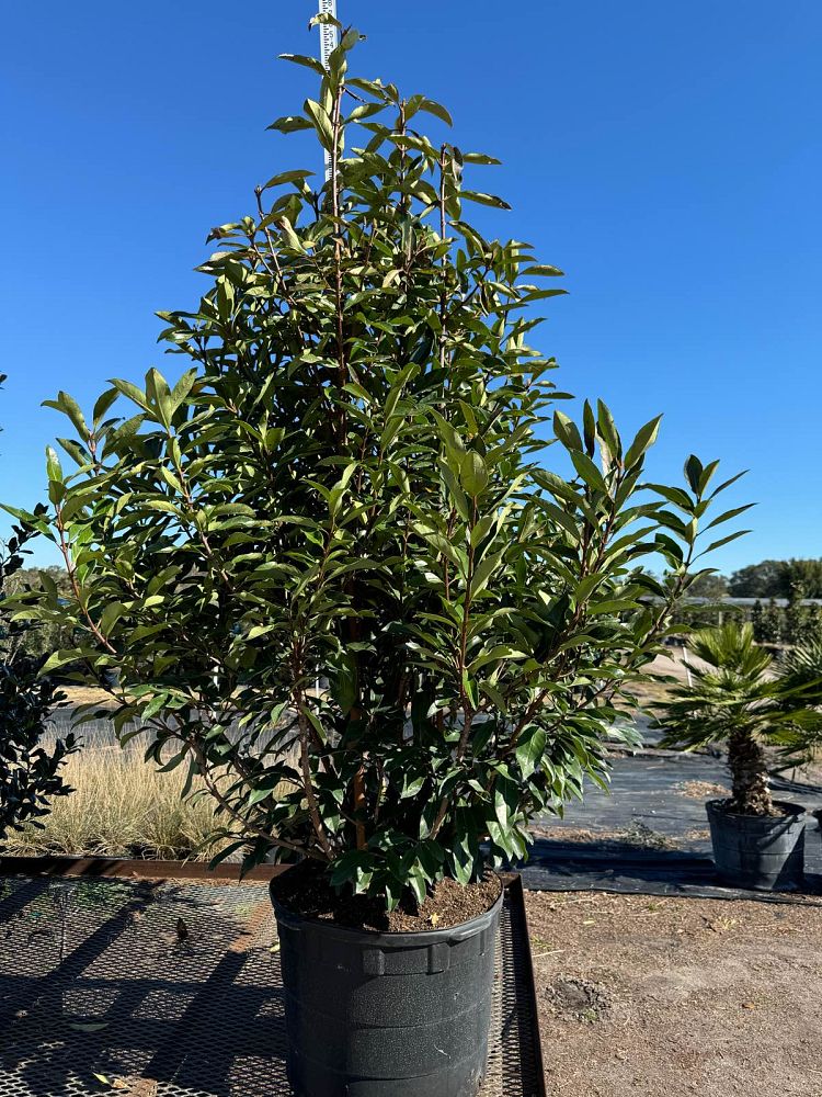 viburnum-odoratissimum-awabuki-chindo-chindo-sweet-viburnum