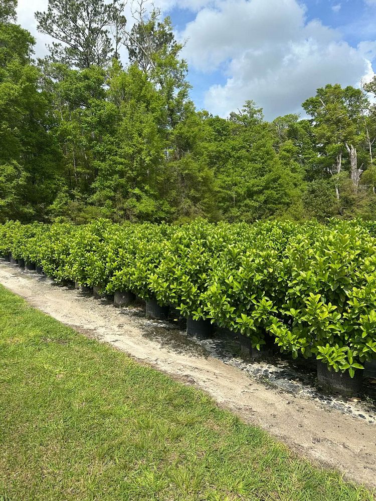 viburnum-odoratissimum-sweet-viburnum