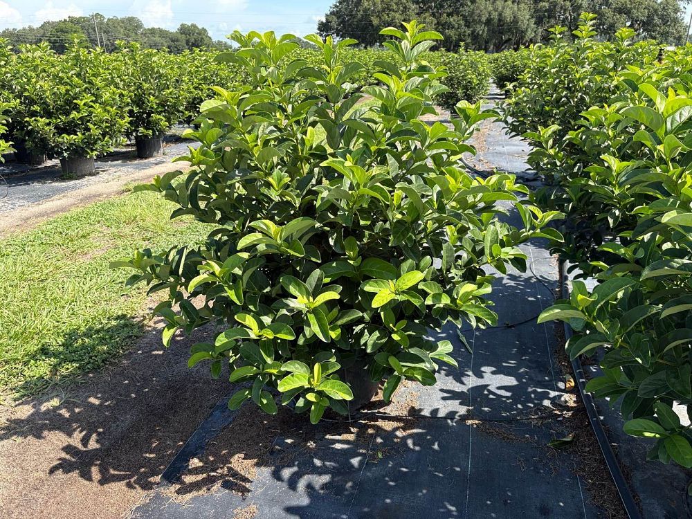 viburnum-odoratissimum-sweet-viburnum