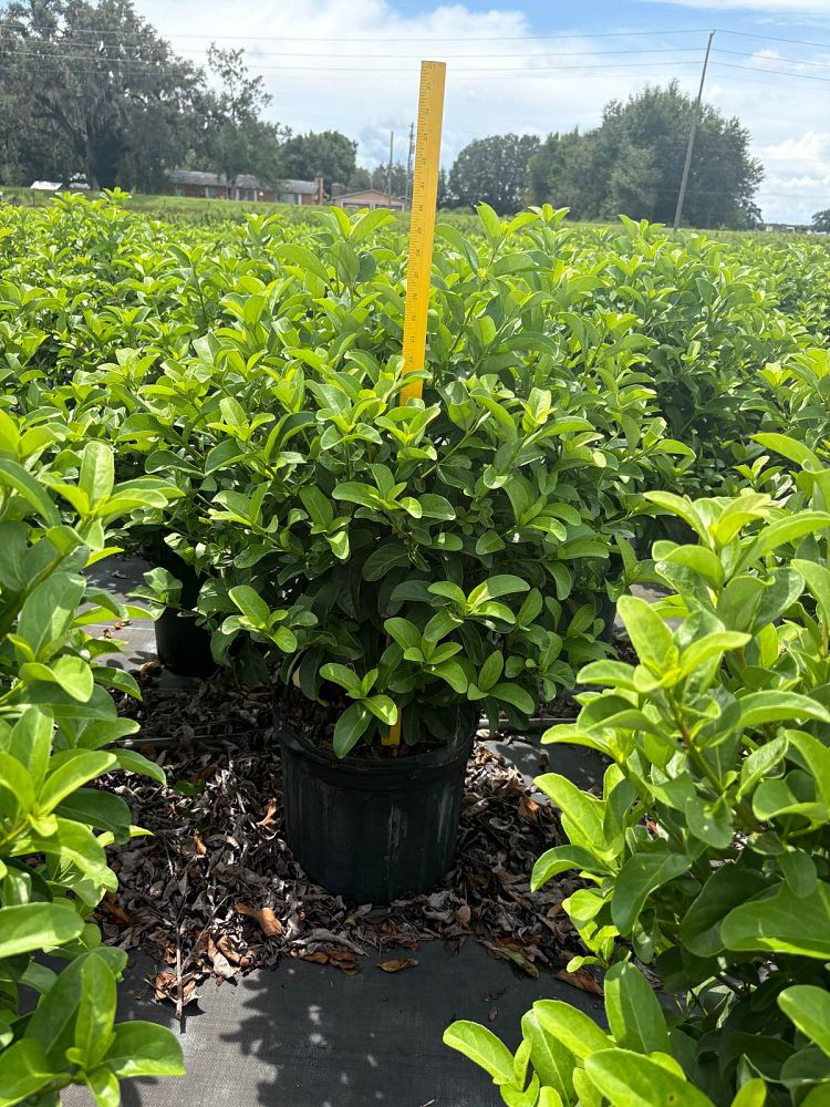 viburnum-odoratissimum-sweet-viburnum