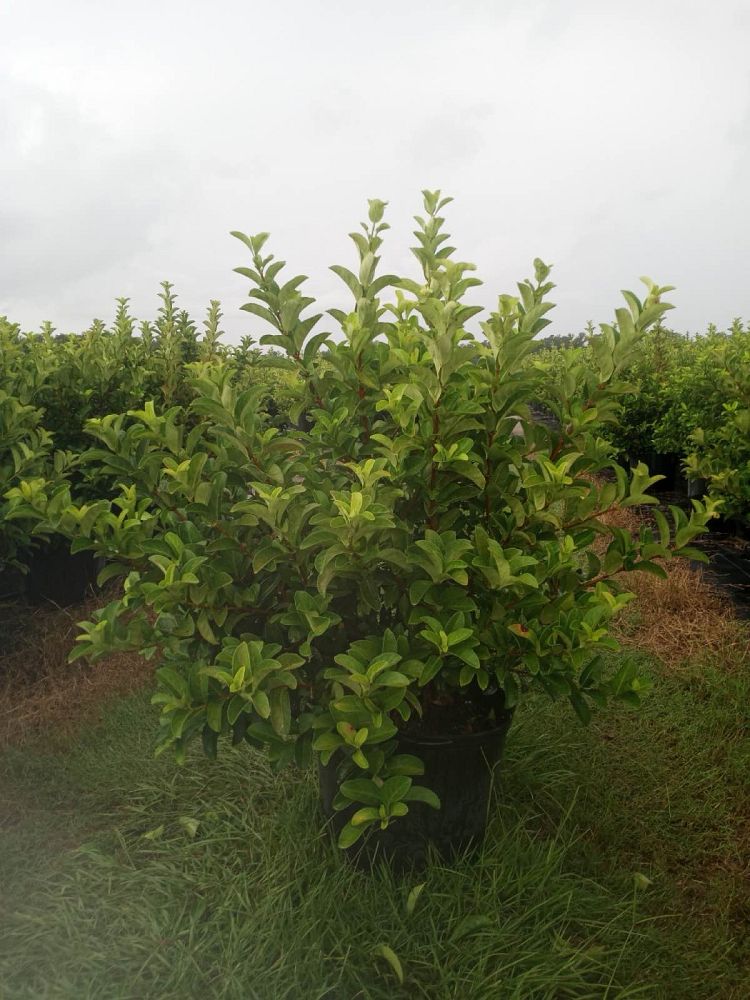 viburnum-odoratissimum-sweet-viburnum
