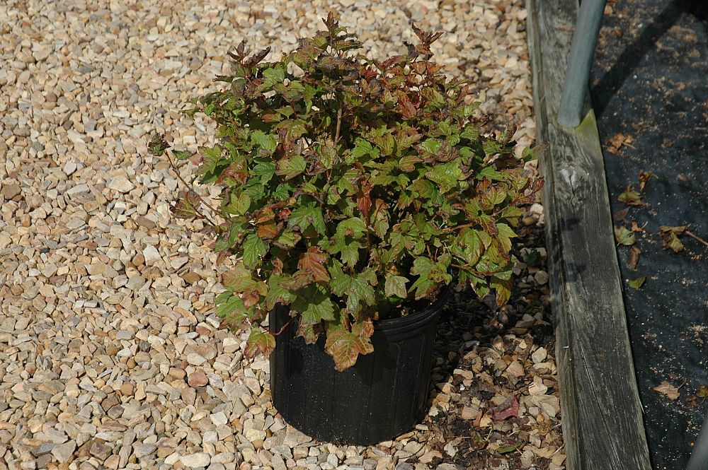 viburnum-opulus-compactum-european-cranberrybush