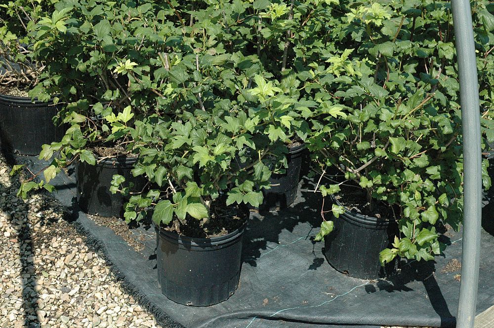 viburnum-opulus-european-cranberrybush