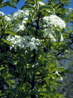 viburnum-prunifolium-blackhaw-viburnum
