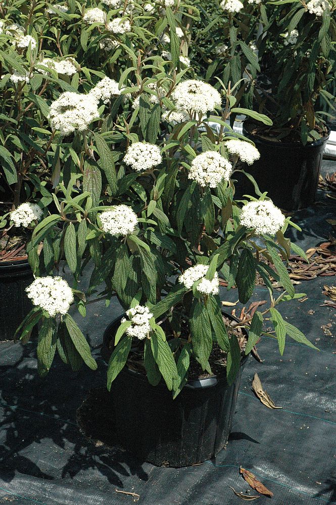 viburnum-rhytidophyllum-leatherleaf-viburnum