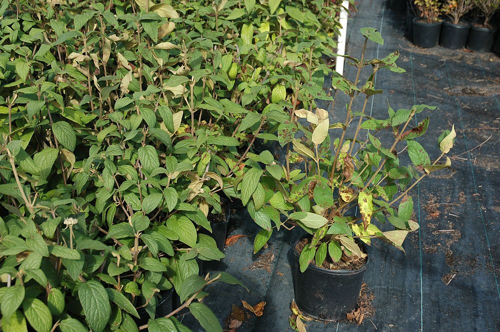viburnum-x-rhytidophylloides-alleghany-lantanaphyllum-viburnum
