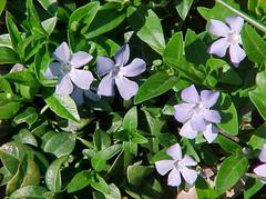 vinca-minor-periwinkle