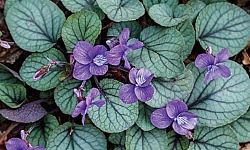 viola-walteri-silver-gem-walter-s-violet