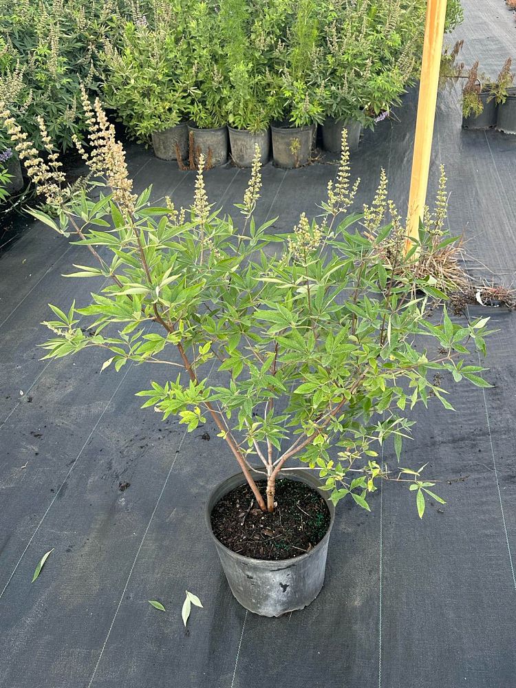 vitex-agnus-castus-shoal-creek-chaste-tree