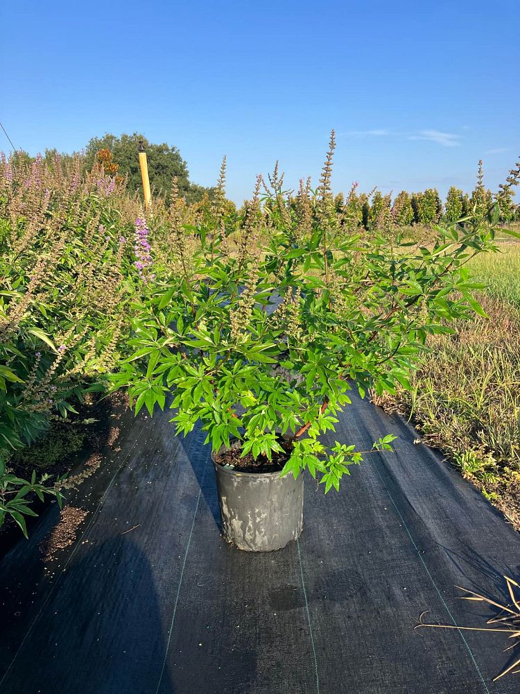 vitex-agnus-castus-shoal-creek-chaste-tree