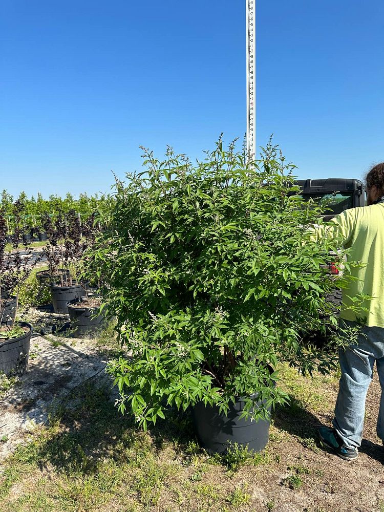 vitex-agnus-castus-shoal-creek-chaste-tree