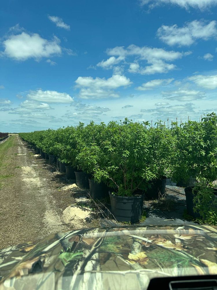 vitex-agnus-castus-shoal-creek-chaste-tree