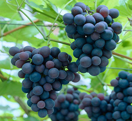 vitis-labrusca-concord-seedless-fox-grape