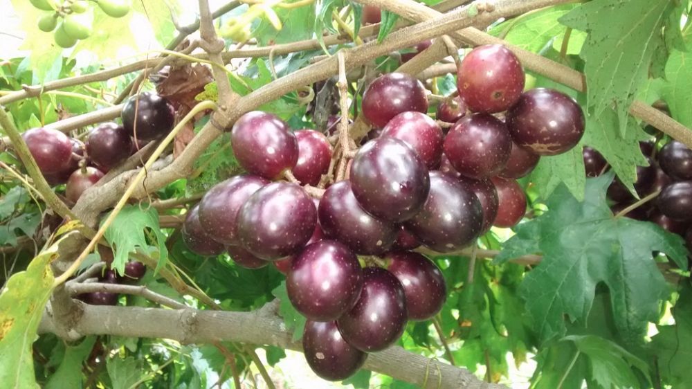 vitis-rotundifolia-southern-home-muscadine-grape