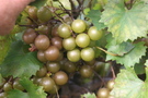 vitis-rotundifolia-welder-muscadine-grape