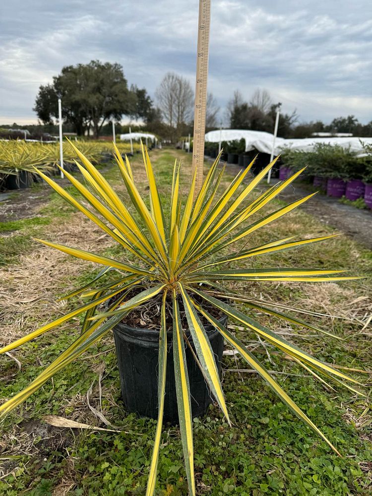 yucca-filamentosa-color-guard-adam-s-needle