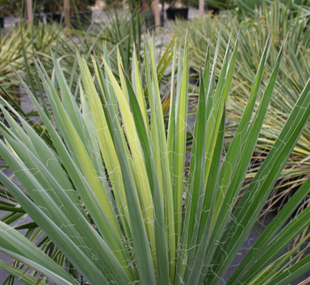 yucca-filifera-golden-sword