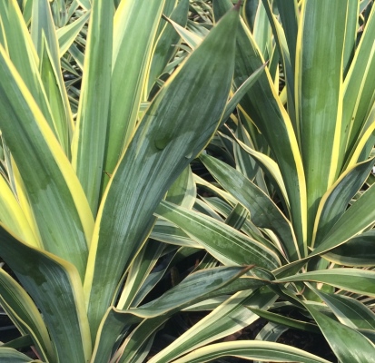 yucca-gloriosa-variegata-spanish-dagger