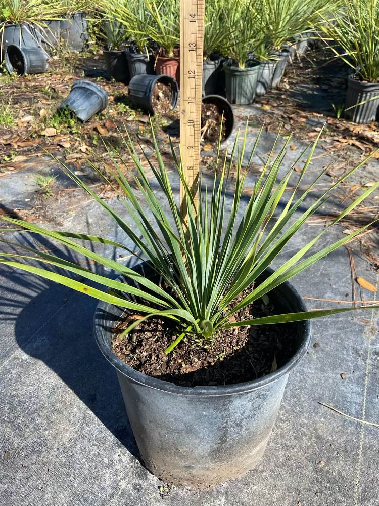 yucca-rostrata-beaked-yucca