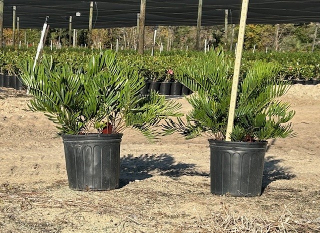 zamia-pumila-zamia-floridana-coontie