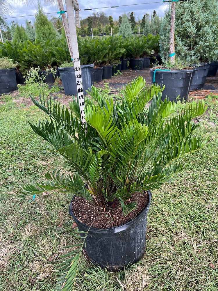 zamia-pumila-zamia-floridana-coontie