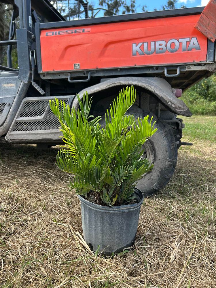 zamia-pumila-zamia-floridana-coontie