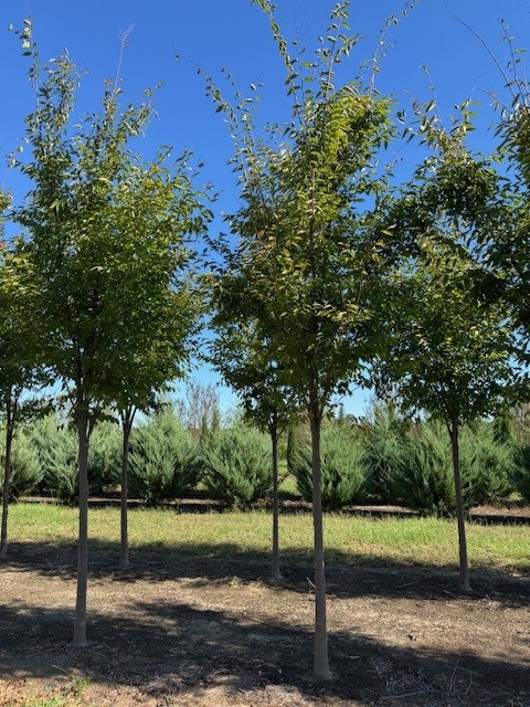 zelkova-serrata-green-vase-japanese-zelkova