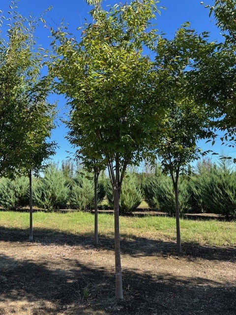 zelkova-serrata-green-vase-japanese-zelkova