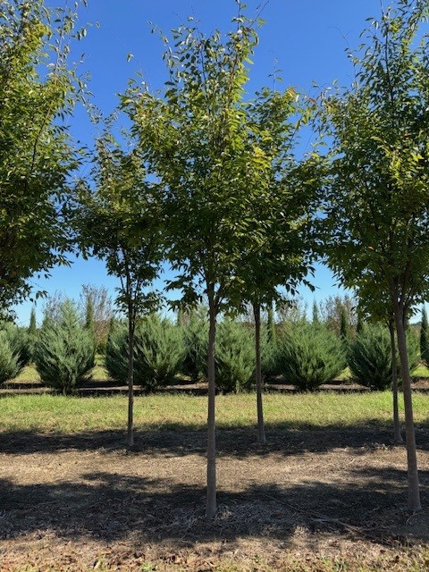 zelkova-serrata-green-vase-japanese-zelkova