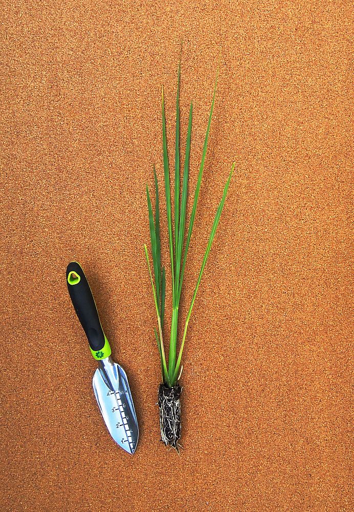 zizaniopsis-miliacea-southern-wild-rice
